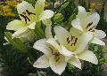 Ercolano Lily / Lilium 